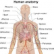 Anatomy 101