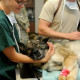 Clinical Burnout Applies to Veterinarians as Well